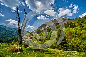 Janosikova skala rock at Polana with dead tree