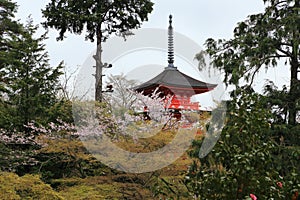 Janpan ancient temple behind sakura trees