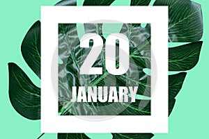 january 20th. Day 20 of month,Date text in white frame against tropical monstera leaf on green background winter month