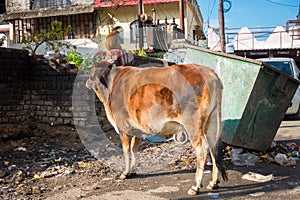 January 9th 2022. Dehradun, Uttarakhand India A stray cow standing near a garbage dumpster