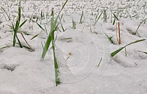 January close up winter details, snow on green grass.