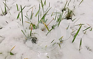 January close up winter details, snow on green grass.