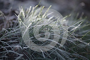 January grasses covered with frost