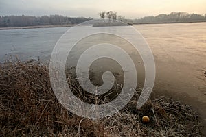 January grasses covered with frost