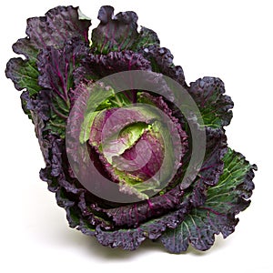 January king cabbage