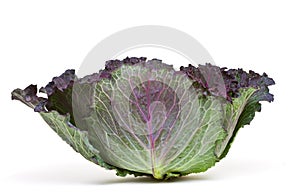 January king cabbage