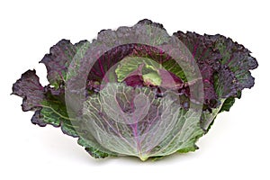 January king cabbage