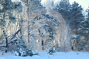 January morning in a pine forest