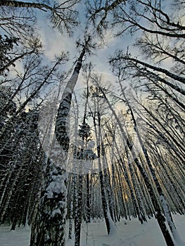 January , the tops of the trees reach for the blue sky