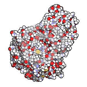 Janus kinase 1 protein. Part of JAK-STAT signalling pathway and drug target. 3D rendering. Atoms are represented as spheres with.