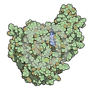 Janus kinase 1 protein. Part of JAK-STAT signalling pathway and drug target. Tofacitinib drug bound. 3D rendering. Atoms are.