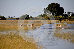 Jao Wildlife Game Drive through the Okavango-Delta-swamps, watch photo