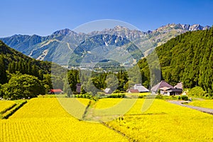 Japan Alps and rice field