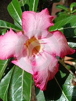 Japan Araliya Flower photo