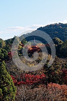 Japan autumn landscape. Colorful leaves and stream in Japan