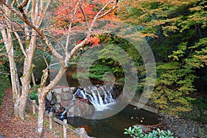 Japan autumn park