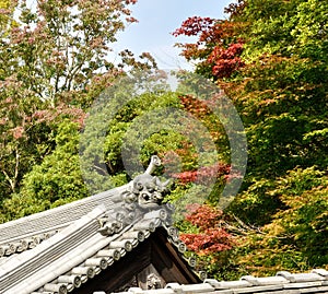 Japan autumn and roof