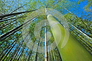 Japan Bamboo Tall Wide