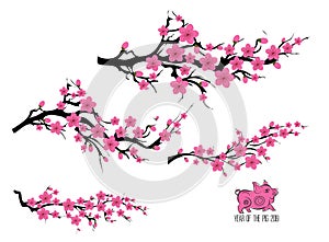 Japan cherry blossom branching tree. Japanese invitation card with asian blossoming plum branch. Year of the pig