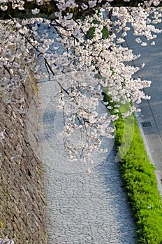 Japan cherry blossom, Sakura, which will fully blooming in summer season