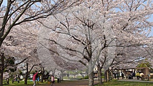 Japan Cherry Blossom Tree