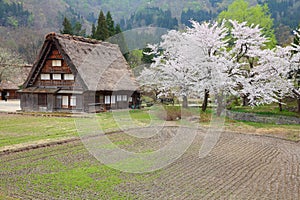 Japan cherry blossoms time