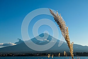 Japan - Close up on golden grass with Mt Fuji behind it