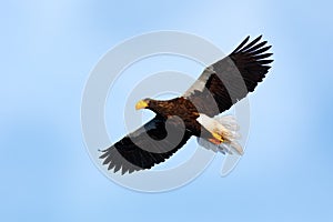 Japan eagle in the winter habitat. Mountain winter scenery with bird. Steller`s sea eagle, flying bird of prey, with mountains in