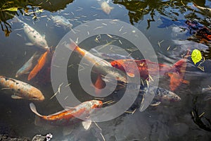 Japan fish call Carp or Koi fish colorful, Many fishes many colo