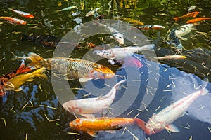 Japan fish call Carp or Koi fish colorful, Many fishes many colo