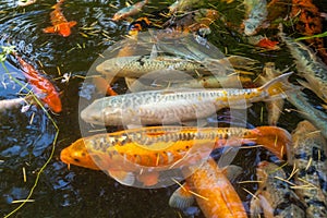 Japan fish call Carp or Koi fish colorful, Many fishes many colo