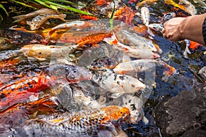 Japan fish call Carp or Koi fish colorful, Many fishes many colo