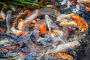 Japan fish call Carp or Koi fish colorful, Many fishes many colo