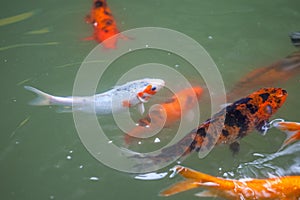 Japan fish call Carp or Koi fish colorful, Many fishes many colo