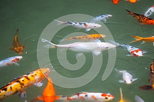 Japan fish call Carp or Koi fish colorful, Many fishes many colo