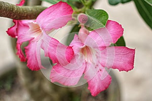 Japan frangipani or adenium