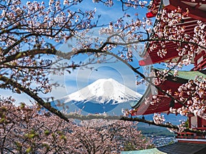 Japan Fuji mountain Sakura cherry blossom with Red pagoda landmark Tokyo
