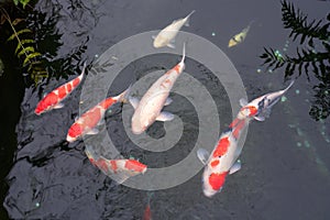 Japan Golden carps and koi fishes in the pond. Popular pets for relaxation and feng shui meaning. Popular pets among people.