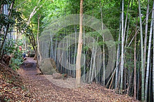 Japan hiking trail