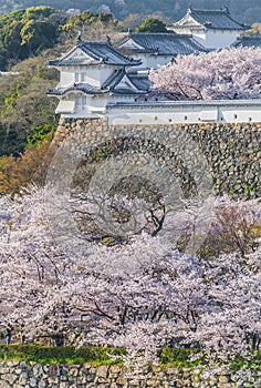 Japan Himeji castle with light up in sakura cherry