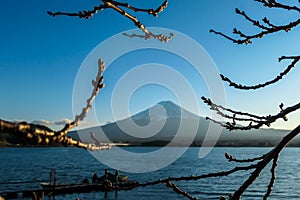 Japan - An idyllic view on Mt Fuji from kawaguchiko Lake disturbed by some tree braches