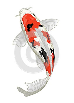 Japan koi fish in sanke coloration photo