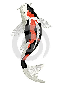 Japan koi fish in showa coloration pattern photo