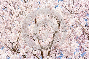 Japan Kyoto Sakura Cherry Blossom Detail