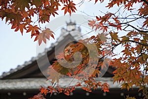 Japan Kyoto Tenju-an Temple roof with Japanese maple tree in foreground Autumn