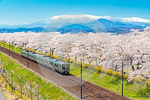Japan landscape scenic view of JR Tohoku train with full bloom of sakura and cherry blossom, hitome senbonzakura, tohoku, asia photo