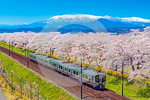 Japan landscape scenic view of JR Tohoku train with full bloom of sakura and cherry blossom, hitome senbonzakura, tohoku, asia photo