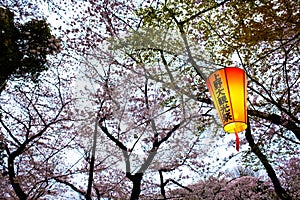 Japan lantern festival in sakura park twilight at Tokyo