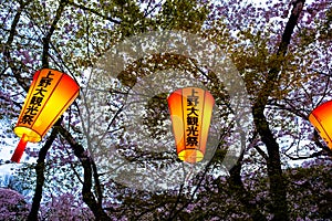 Japan lantern festival in sakura park twilight at Tokyo