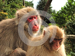 Japan Macaques photo